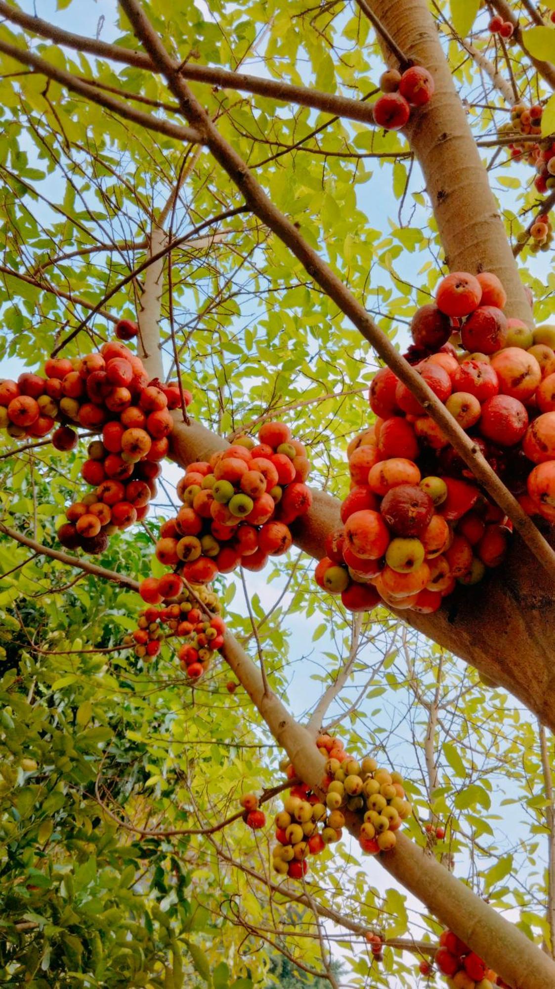 Hang Mua Eco Garden Xuan Son Екстериор снимка