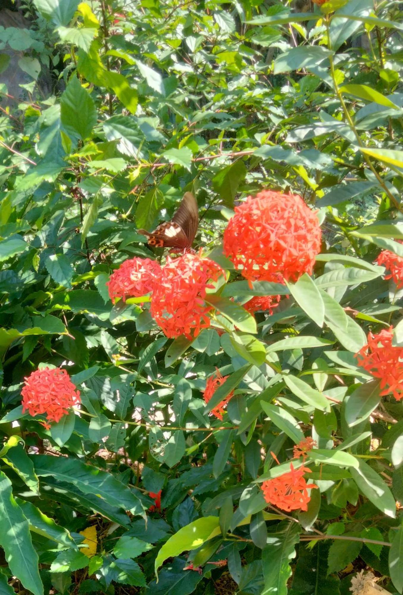 Hang Mua Eco Garden Xuan Son Екстериор снимка