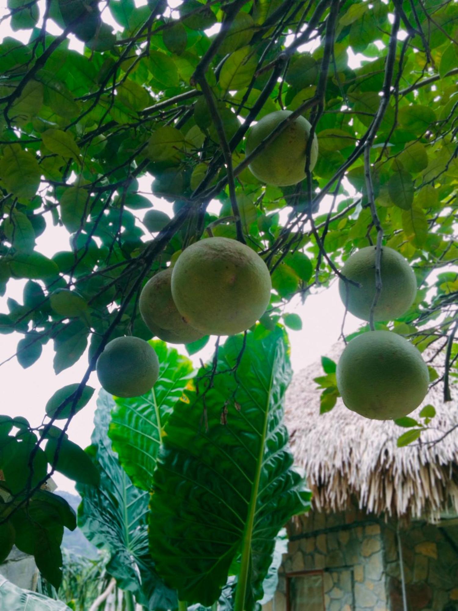 Hang Mua Eco Garden Xuan Son Екстериор снимка
