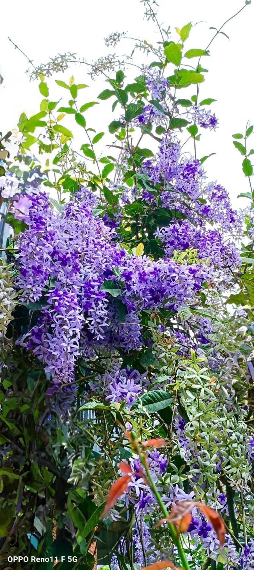 Hang Mua Eco Garden Xuan Son Екстериор снимка